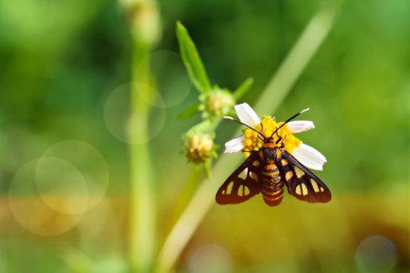 Butterfly on a flower in the garden with bokehの写真素材