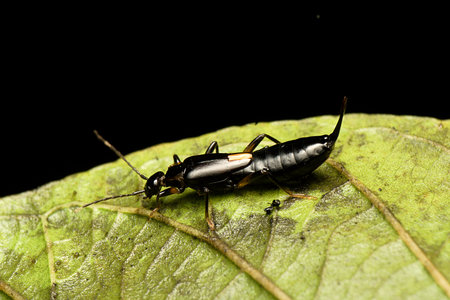 Tomcat (Paederus fasciatus) is a predatory pest found in Indonesiaの写真素材