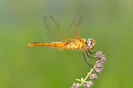 photo macro of dragonfly in the wild life