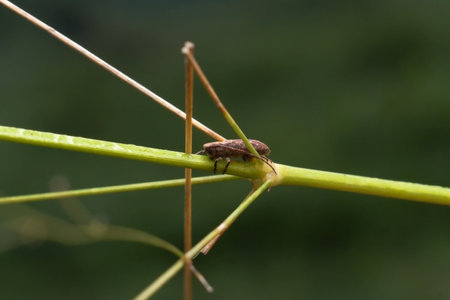 Pterolophia is a genus of longhorn beetles of the subfamilyの写真素材