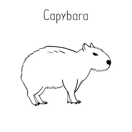 Cute Capybara in sketch style, the largest rodent, inhabiting river banks in Central and South America. Wildlife animal outline vector illustrationのイラスト素材