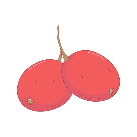 Hand drawn cherry fruit vector illustration. Creative hand drawn fruit vector elementのイラスト素材
