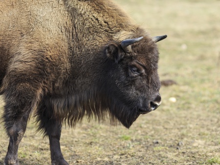 Threatened of extinction European flatland bison from a side view