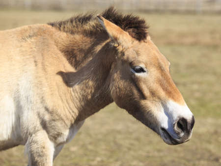 Portrait of threatened of extinction Przewalski horse from a side view  の写真素材