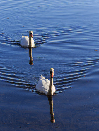 Two mute swans swim in clear water and have nice mirror images の写真素材