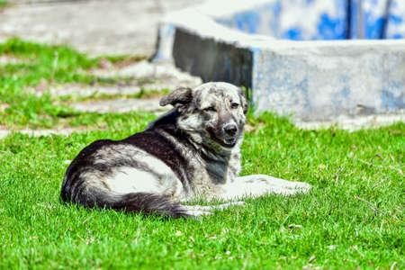 Romanian shepherd guard dogの写真素材