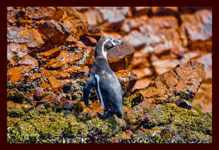 Ballestas-penguin humboldt islandsの写真素材