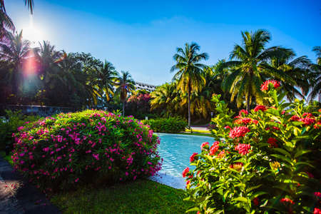 cancun-grand oasis - swimming pool, palm trees, tropical flowers