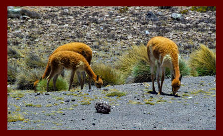 guanaco in the Altiplano-peru