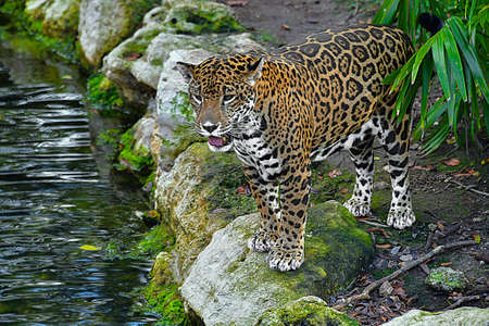 leopard the xcaret
