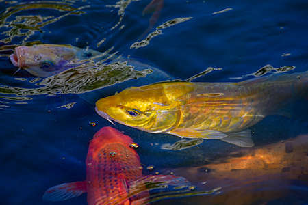 multicolored fish-Cancunの写真素材