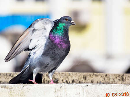 pigeon 3