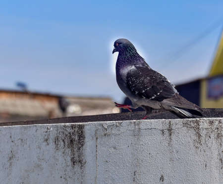 pigeon 2の写真素材