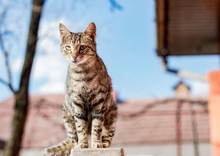 careful catの写真素材