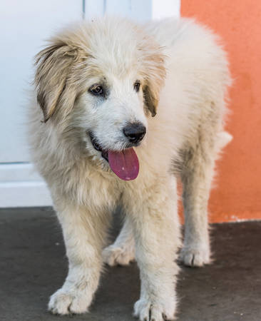 Romanian Carpathian Shepherd 3の写真素材