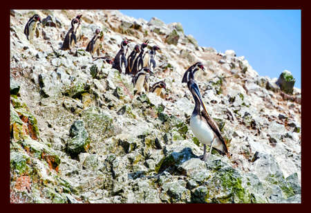 pelicans and penguins in the Ballestas Islandsの写真素材