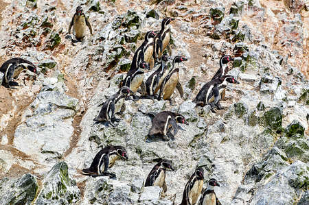 Humboldt penguin in the Ballestas Islands- peru 5の写真素材