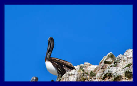 pelicans in the Ballestas Islands 14の写真素材