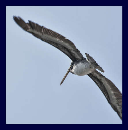 pelican in the Ballestas Islands 23の写真素材
