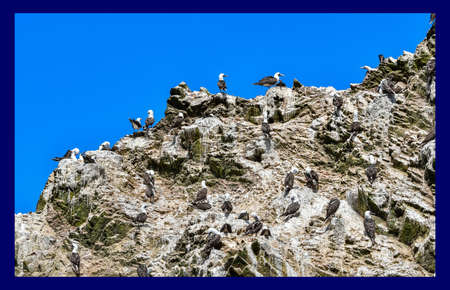 bird colonies in the Ballestas Islands cの写真素材