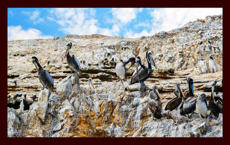 pelicans in the Ballestas Islands 38の写真素材