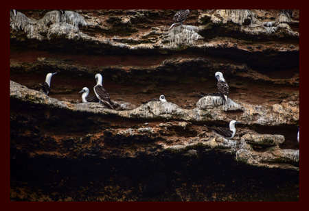 seagull in the Ballestas 10の写真素材