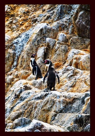 Humboldt penguin in the Ballestas Islands 9の写真素材