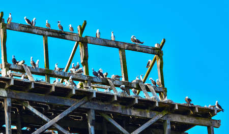 Guano loading ramps in the Ballestas Islands 4の写真素材