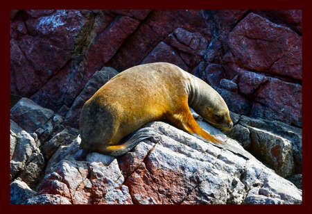 Sea lion in the Ballestas Islands 54の写真素材