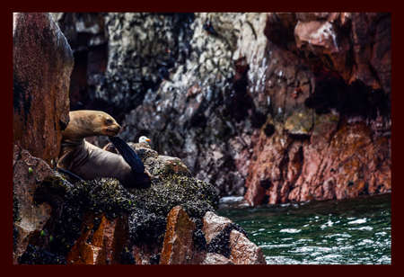 Sea lions in the Ballestas Islands 47