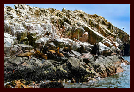 Sea lions in the Ballestas Islands 16