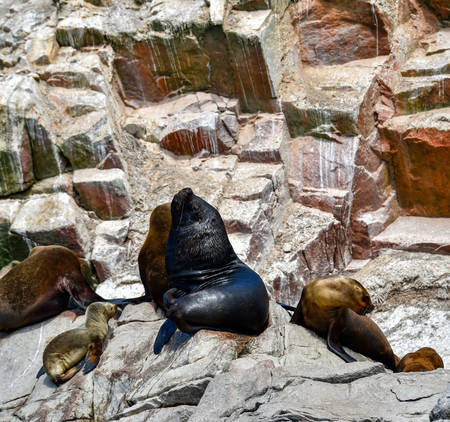 sea ââlion in the Ballestas Islands 1の写真素材