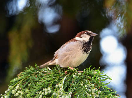 sparrow at Targu-Jiiu 3の写真素材
