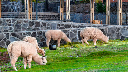 group of  llamas to Silustanii 1のeditorial素材