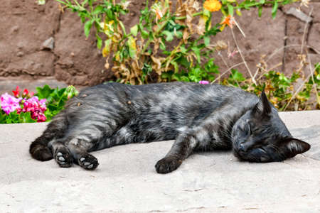 The domestic cat, domestic cat or cat  is a mammal of the order Carnivora, family Felidae, subfamily Felinae. It is with humans over 9500 years and is currently the best known pet in the world.の写真素材