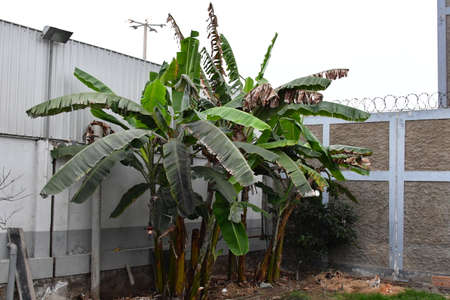 The peach is a tree that reaches 8 m in height.
Its leaves are slightly serrated lanceolate on the edges
The fruits, often covered with hairs, have a spherical shape with a diameter of 4-10 cmのeditorial素材