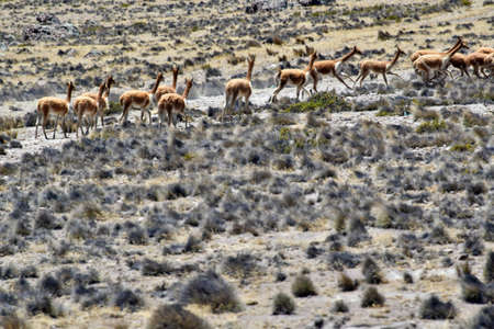 The guanaco (Lama guanicoe) is a camelid native to South America, closely related to the llama. Its name comes from the Quechua word huanaco Young guanacos are called chulengosの写真素材