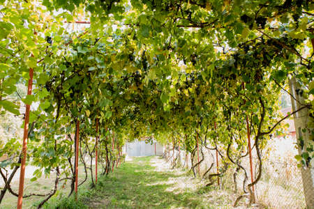 Vine variety Izabella or CapsunicaOn her real name "Isabella", Capsunica grapes emigrated from the United States about 200 years ago with a whole series of vine hybridsの写真素材