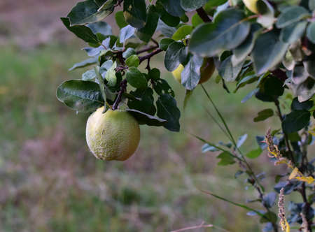 quince
It is a fruit tree related to the apple and the hair. It has been known since antiquity, its...