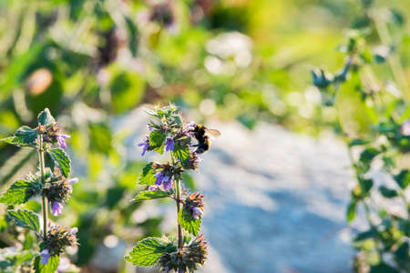 Lamium amplexicaule (dead nettle) is an annual seed-bearing weed with a deep pivoting root. The flower is pink to carmine redの写真素材