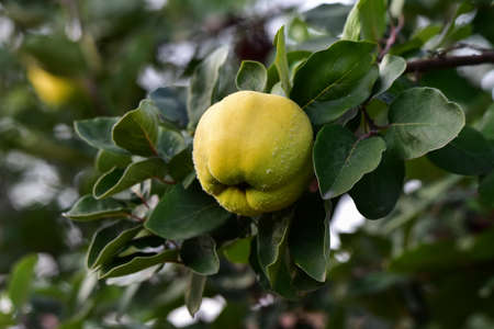 quince
It is a fruit tree related to the apple and the hair. It has been known since antiquity, its...