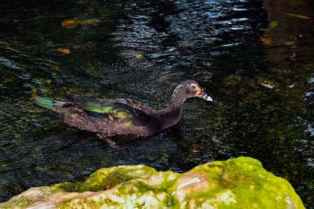 Xcaret Park- Riviera Maya -Mexico- exotic birds- is a theme park, a resort and an ecotourism development located in the Riviera Maya, a portion of the Caribbean coast from the Mexican state of Quintanの写真素材