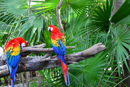 Xcaret Park- Riviera Maya -Mexico- exotic birds-the parrot. is a theme park,a resort and an ecotourism development located in the Riviera Maya, a portion of the Caribbean coast from the Mexican stateのeditorial素材