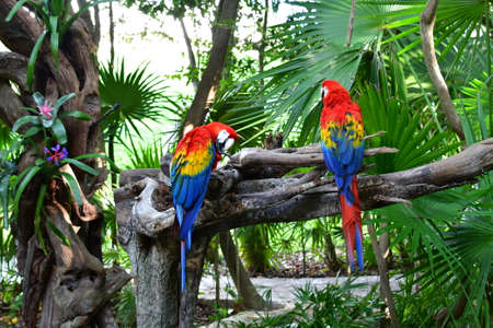 Xcaret Park- Riviera Maya -Mexico- exotic birds-the parrot. is a theme park,a resort and an...