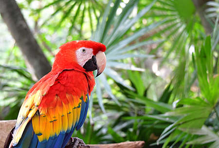 Xcaret Park- Riviera Maya -Mexico- exotic birds-the parrot. is a theme park,a resort and an ecotourism development located in the Riviera Maya, a portion of the Caribbean coast from the Mexican stateのeditorial素材