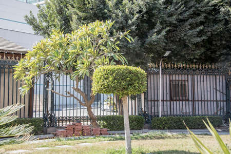 View with trees and ornamental shrubs of different shapes in bright colors, with decorative textured...