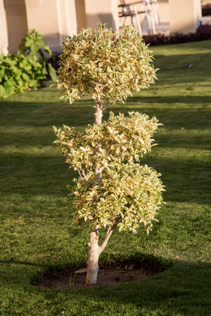 View with trees and ornamental shrubs of different shapes in bright colors, with decorative textured leaves always green near swimming pools and buildings built in oriental styleの写真素材