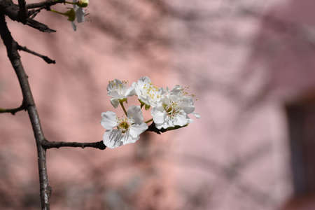 Plum flowers and buds are a symbol of strength, hope, confidence, perseverance and longevity, because they have the ability to bloom even in adverse weather conditionsの写真素材
