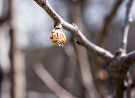 Plum flowers and buds are a symbol of strength, hope, confidence, perseverance and longevity, because they have the ability to bloom even in adverse weather conditions.の写真素材