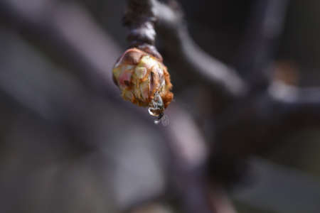 Plum flowers and buds are a symbol of strength, hope, confidence, perseverance and longevity, because they have the ability to bloom even in adverse weather conditions.の写真素材